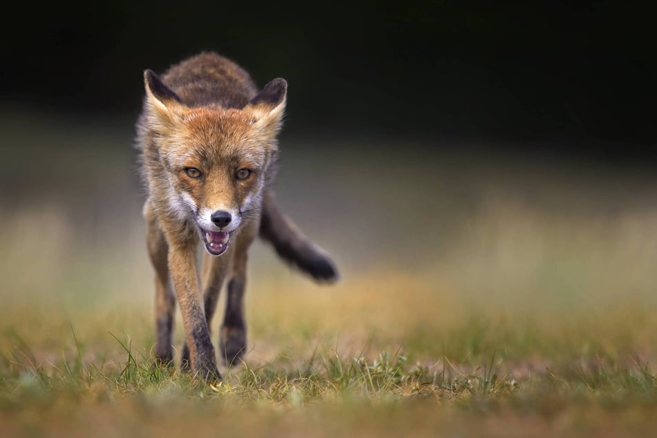 Nach neuesten Erkenntnissen fiel ein Fuchs über die Kaninchen her (Symbolfoto).