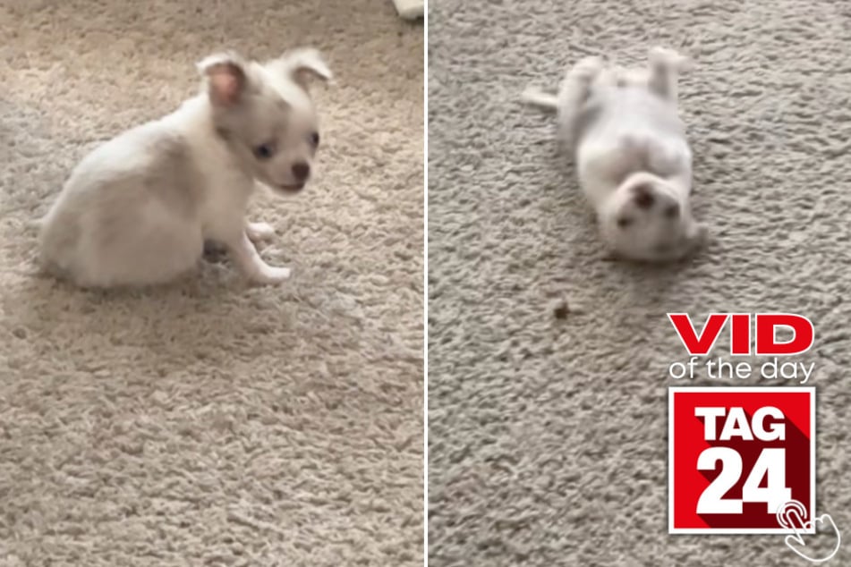 This adorable Chihuahua didn't just eat his treat – he declared war on it with a series of rolls and attitude for days!