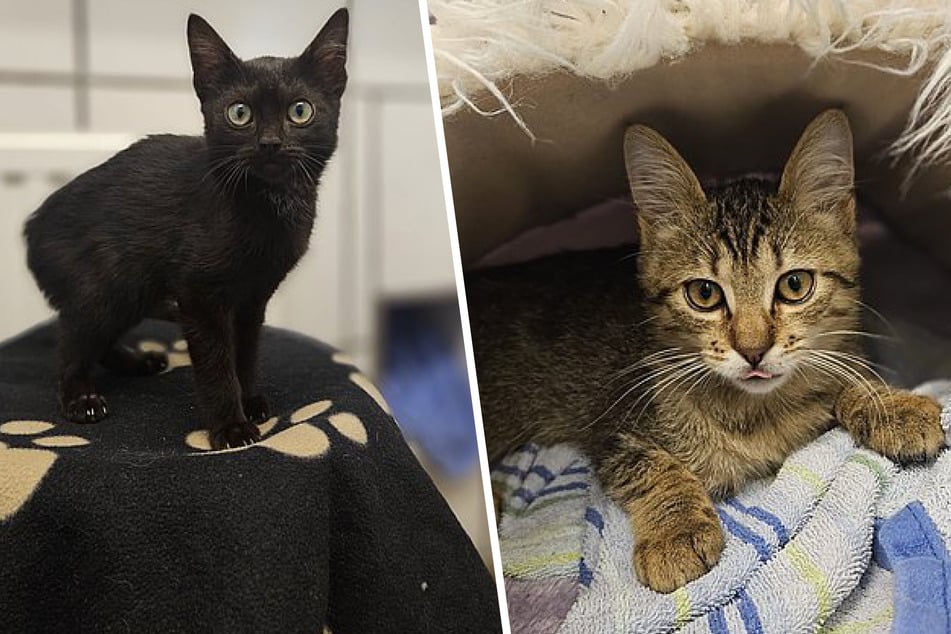 Zorro (l.) und Mogli sind im Juli 2025 geboren und damit gerade einmal drei Monate alt.