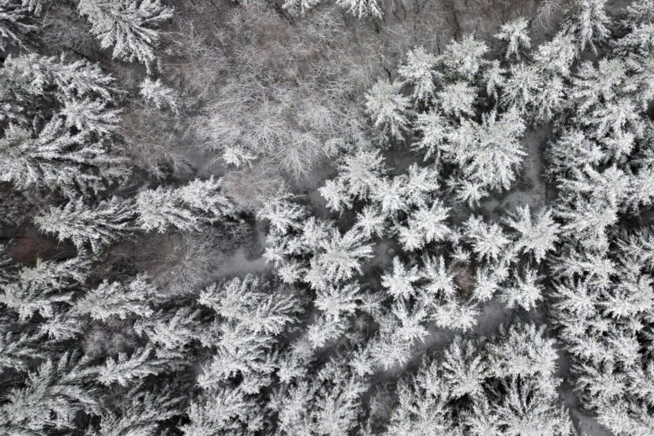 Las dos niñas se perdieron en cuestión de segundos y no lograron salir del bosque. (Foto simbólica)