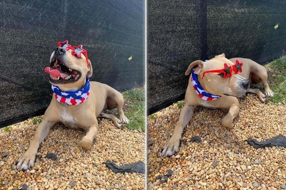 Leo the shelter dog did the cutest little photoshoot for Independence Day in July!
