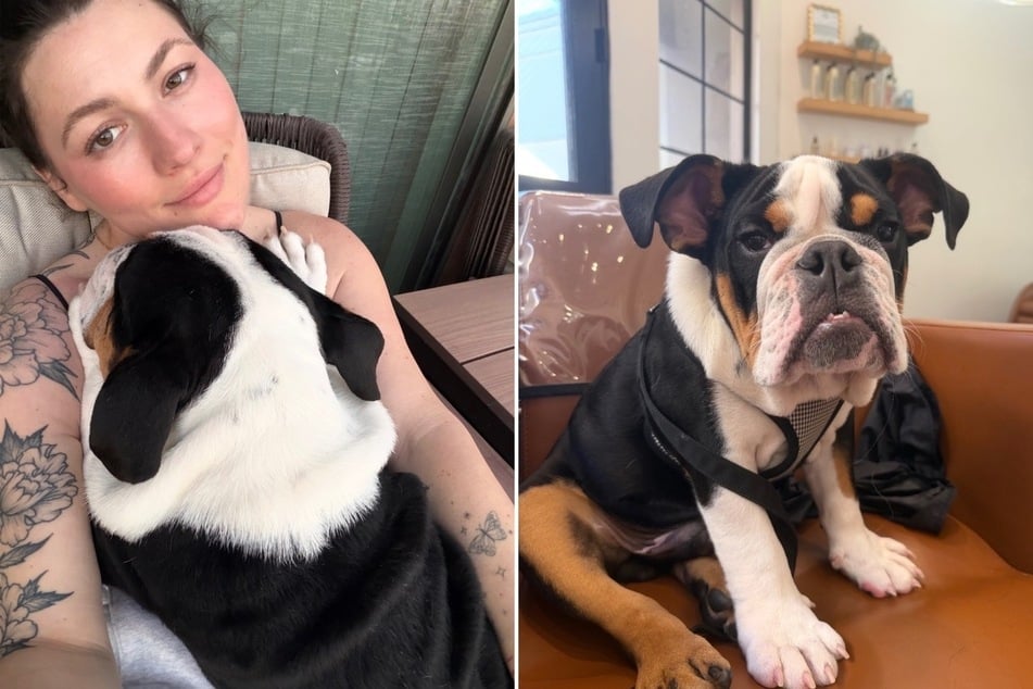 Puppy drowns at doggy daycare facility in tragic accident – how could this happen?