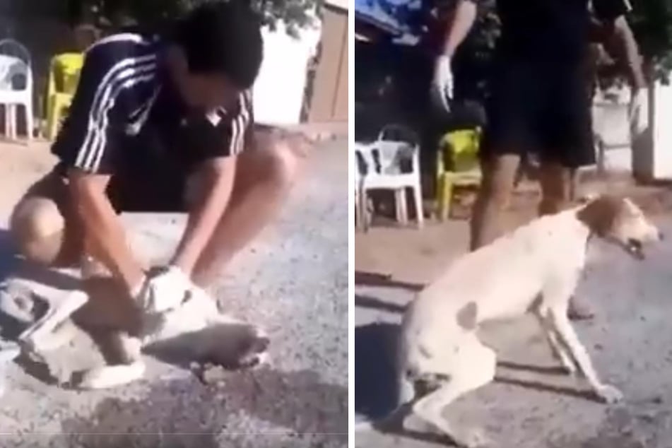 Vermeintlich toter Straßenhund wird durch Herzdruckmassage wieder zum Leben erweckt