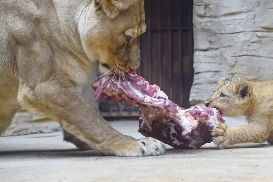 Skrupelloses Vorgehen oder gängige Praxis? Deshalb verfüttern Zoos ihre eigenen Tiere