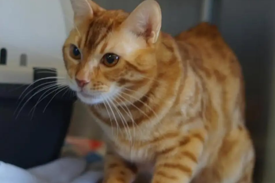 Yukon sucht ein Zuhause: Wer gibt dem Kater eine Chance?