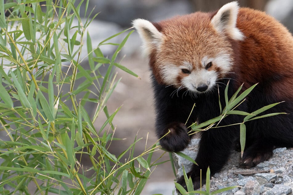 Tier-Fans aufgepasst! Rote Pandas sollen bald das Außengehege im Rostocker Zoo beziehen