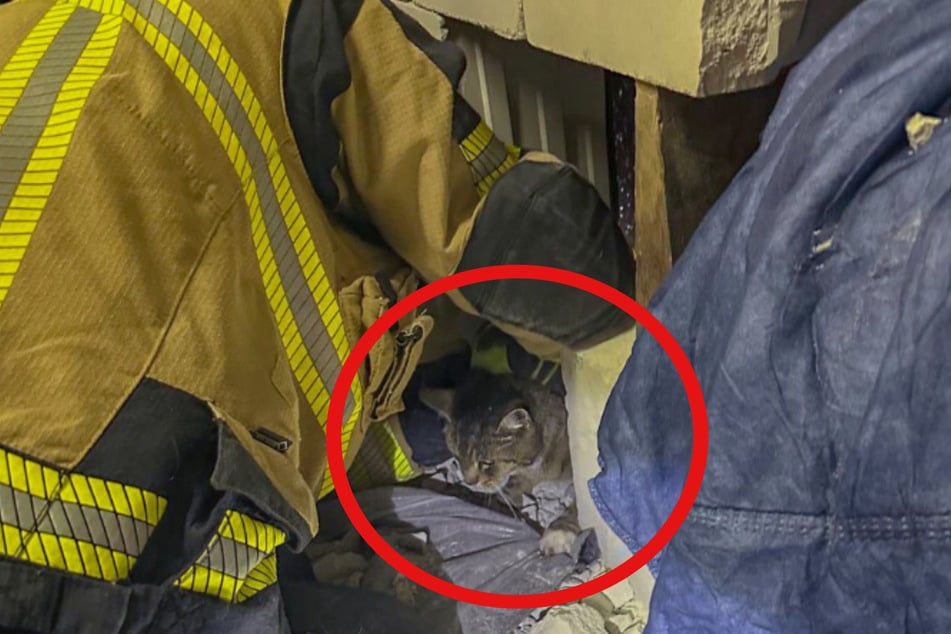 Nach dem dreistündigen Einsatz konnte das arme Tier schließlich gerettet werden.
