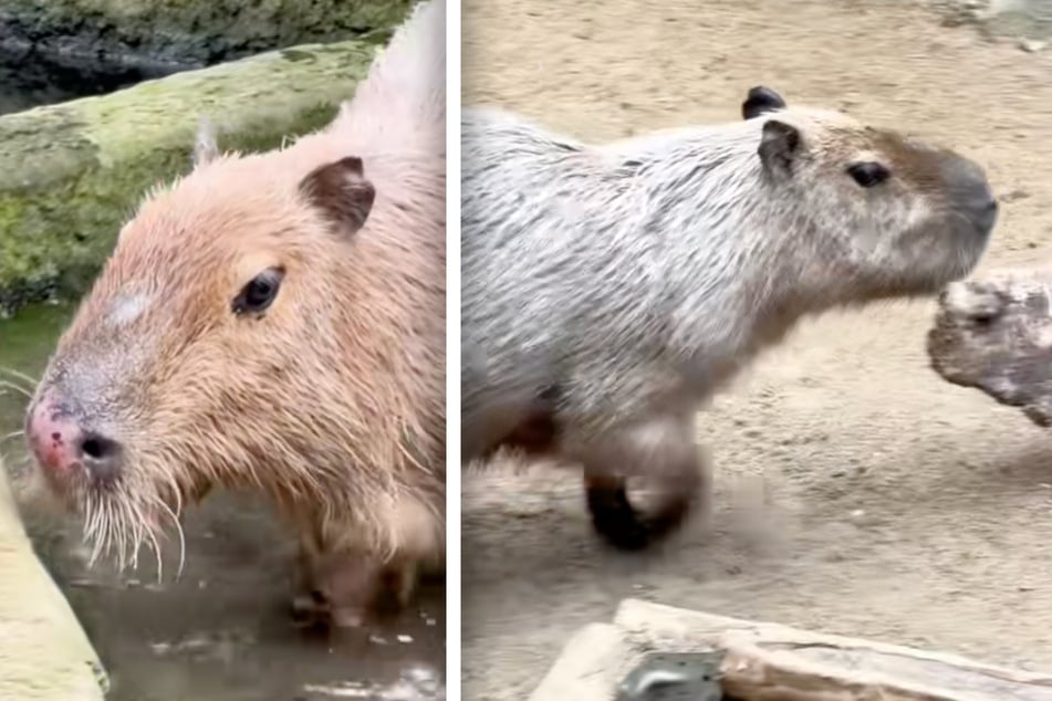 Im Zoo Magdeburg sind zwei Capybaras eingezogen.