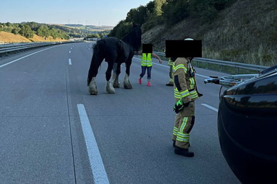 Unfall A9: Pferd steht auf der A9: Anhänger kippt während der Fahrt um - Vollsperrung