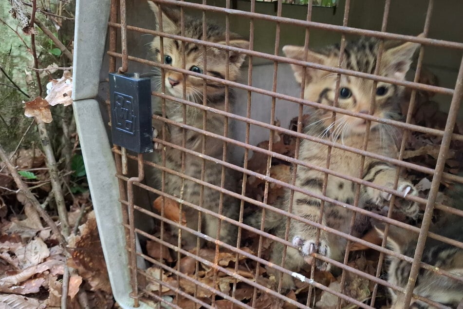 Ausgesetzte Baby-Miezen? Frauen "retten" versehentlich Wildkatzen-Kinder aus Wald