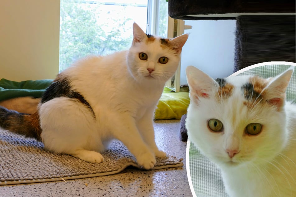 Katze Pipsi würde in ihrem neuen Zuhause gerne Freigang genießen.