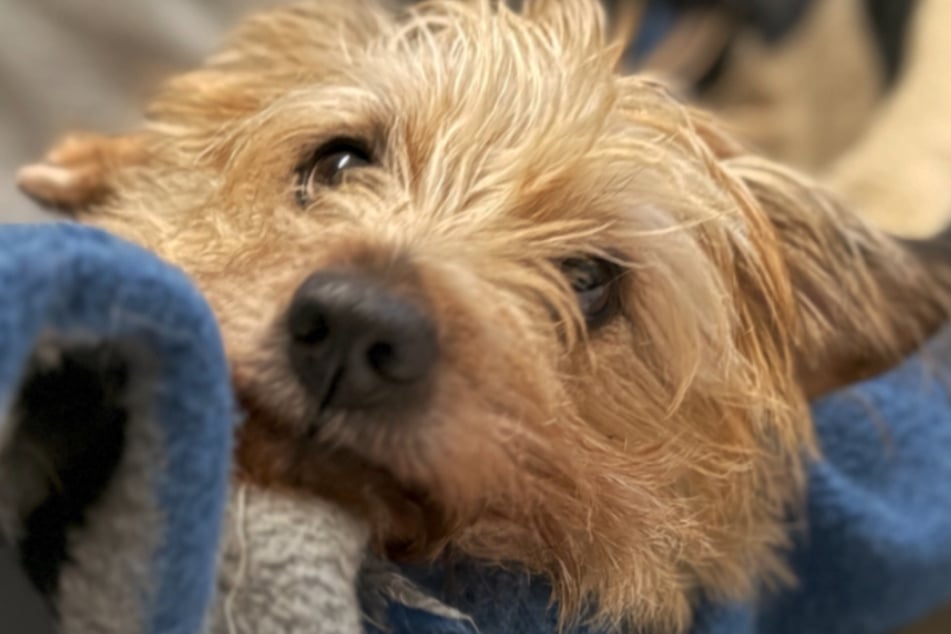 Fibi wartet schon länger darauf, dass sie endlich das Interesse von netten Hundefreunden weckt, die ihr eine neue Chance geben.