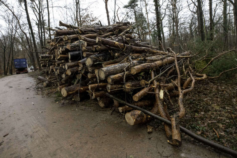Die gefällten Kiefern wurden mittlerweile abtransportiert.