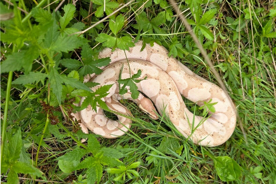 Eine Spaziergängerin entdeckte die regungslose Schlange mitten im Wald bei Köning.
