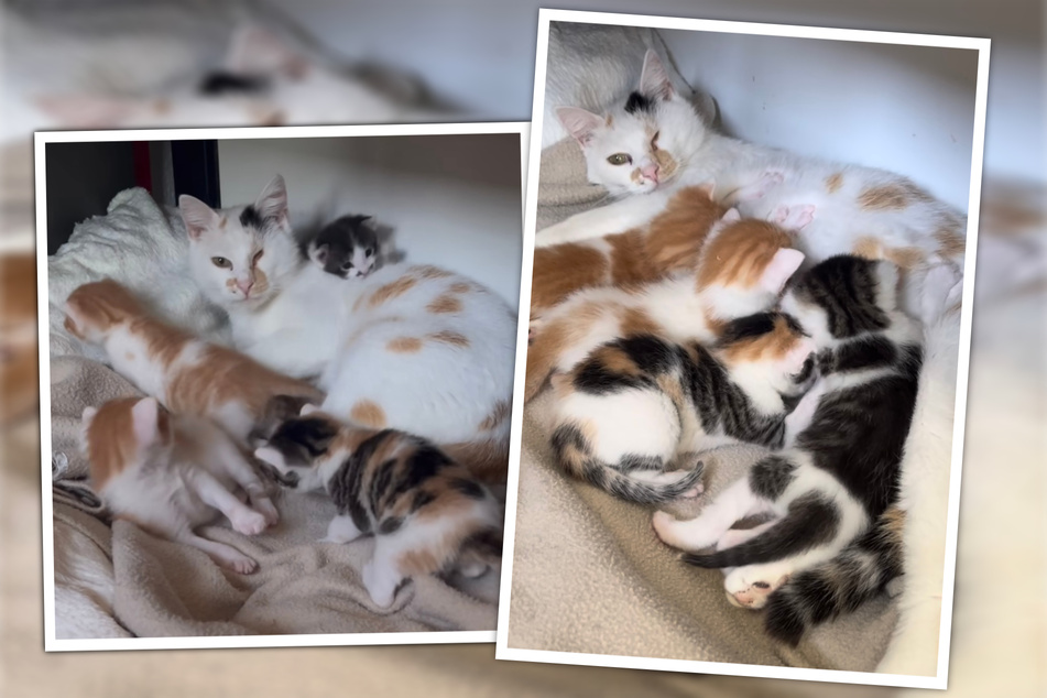 Nach anfänglichen Startschwierigkeiten fühlen sich Katzen-Mama Bonny und ihre Kleinen in der Pflegestelle nun richtig wohl. (Bildmontage)