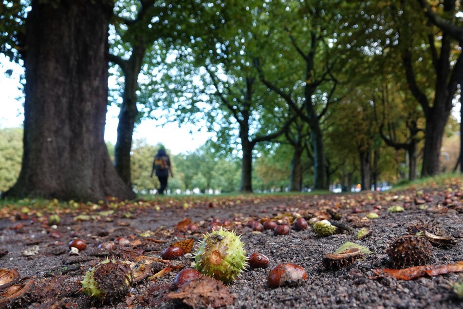 Es wird herbstlicher im Norden. (Archivbild)