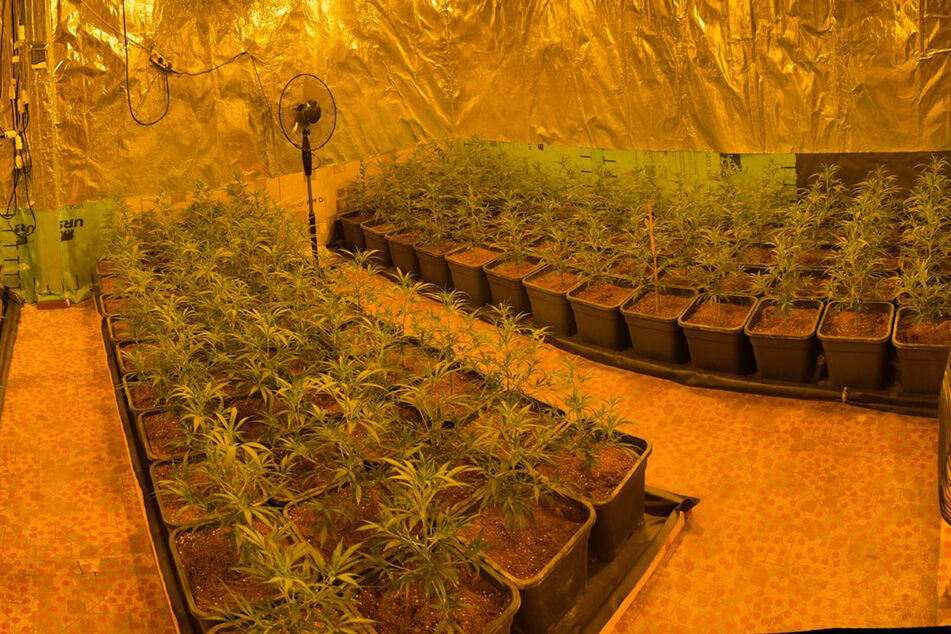 Großrazzia in Gardelegen und Stendal: 1200 Cannabis-Pflanzen festgestellt