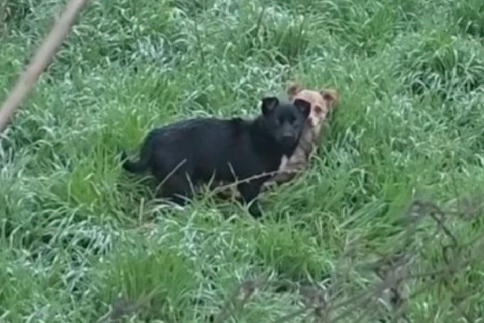 Besonders der schwarze Welpe entpuppte sich als extrem scheu.