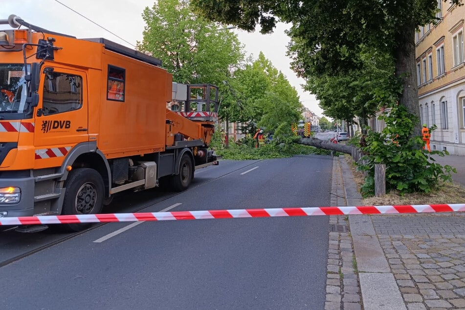 Dresden: Böen fegen über Dresden hinweg: Umgestürzter Baum blockiert Straße, Oberleitung am Boden