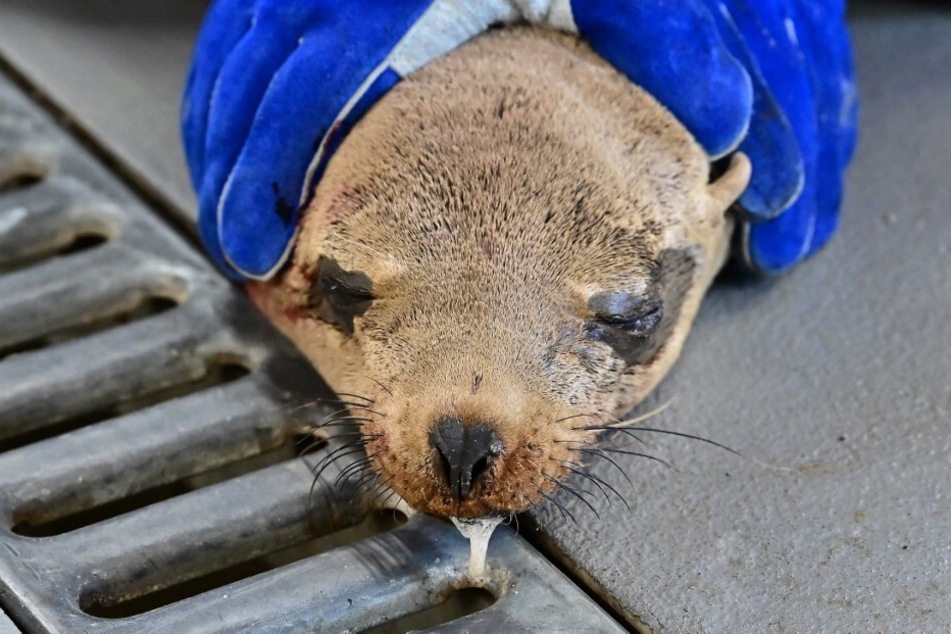 Volunteer Joe Kolda holds a rescued sea lion, salivating while receiving treatment, at the Channel Islands Marine and Wildlife Institute.