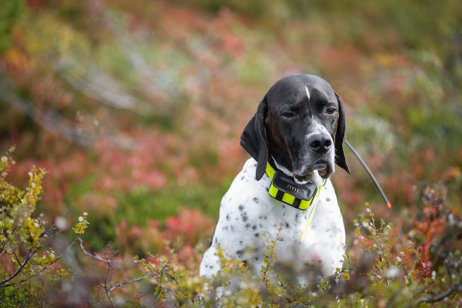 Zwei beliebte GPS-Tracker für Hunde im Vergleich - Welcher ist besser?