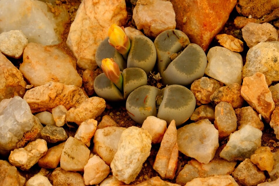 Möchte man lebende Steine selber ziehen, kann man die Samen aus der Blüte aussäen.