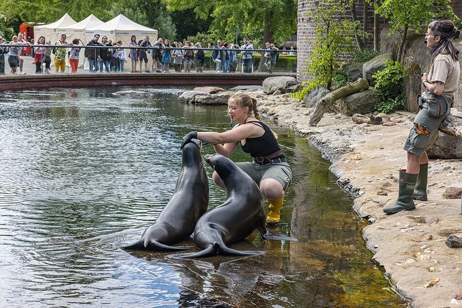 Künftig sollen die Seelöwen für die Zoobesucher Shows aufführen, wie man sie bereits aus anderen Tiergärten kennt.