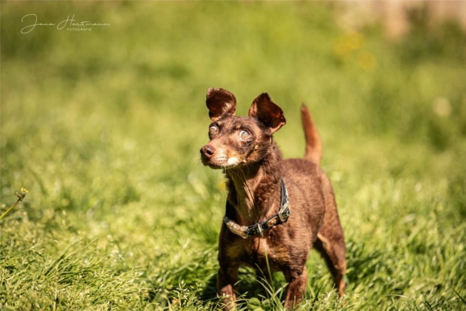Hund Benny sucht nun ein Zuhause für immer bei echten Herzensmenschen.