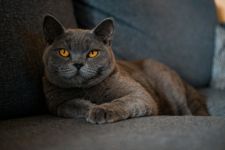The cozy British Shorthair will need plenty of exercise, but can still be kept inside.