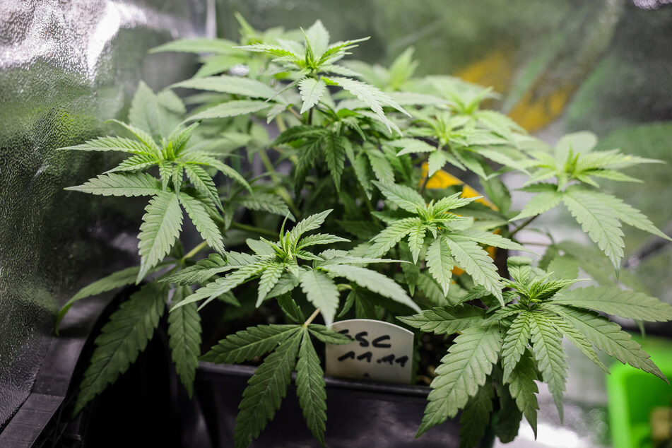 Ab dem 1. April soll der Besitz und der Anbau von Cannabis unter bestimmten Bedingungen erlaubt sein. (Symbolfoto)