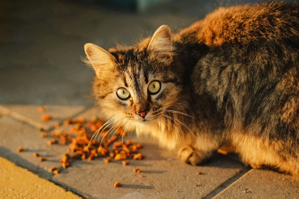 Has your cat been eating properly? This could explain the lack of pooping.