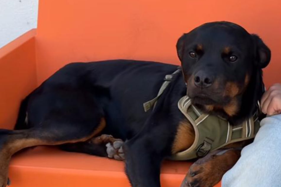 Tierretter enttäuscht: Junger Hund kommt nach nur zwei Tagen aus Vermittlung zurück