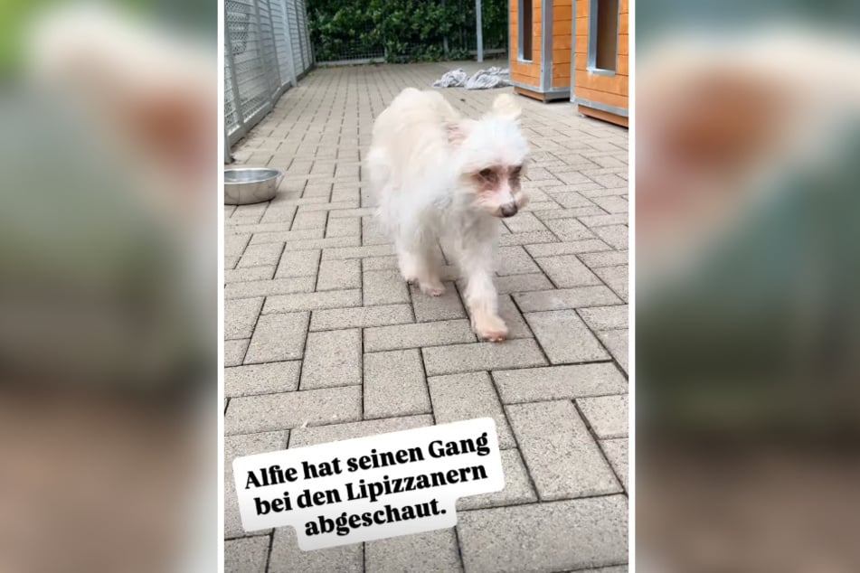 Der tapfere Alfie aus dem Tierheim Dellbrück steht momentan vor einer ungewissen Zukunft.