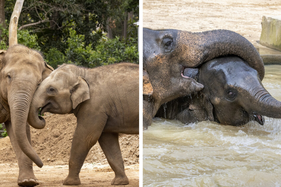 Zoo trauert um Man Jai: Junger Elefant stirbt an unerwarteter Krankheit