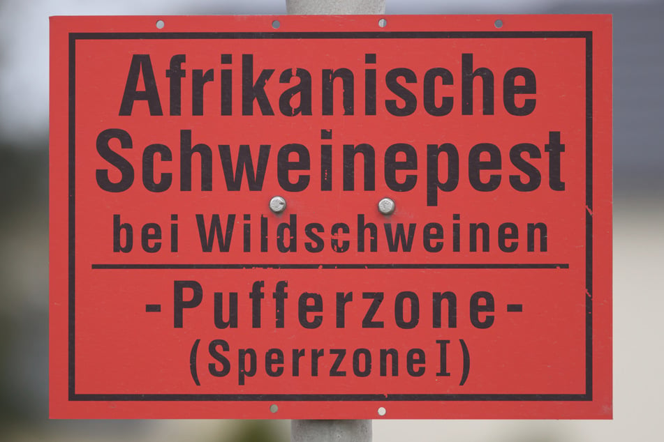 Seit vier Monaten wurde im Freistaat kein neuer Fall der Afrikanischen Schweinepest (ASP) registriert.