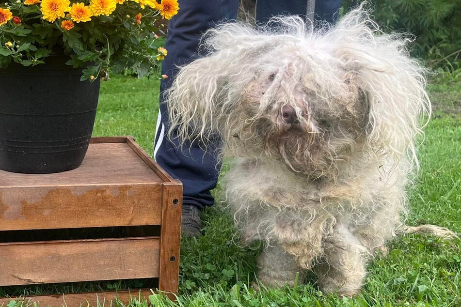 Gizmo the dog was in pretty rough shape before his grooming session.