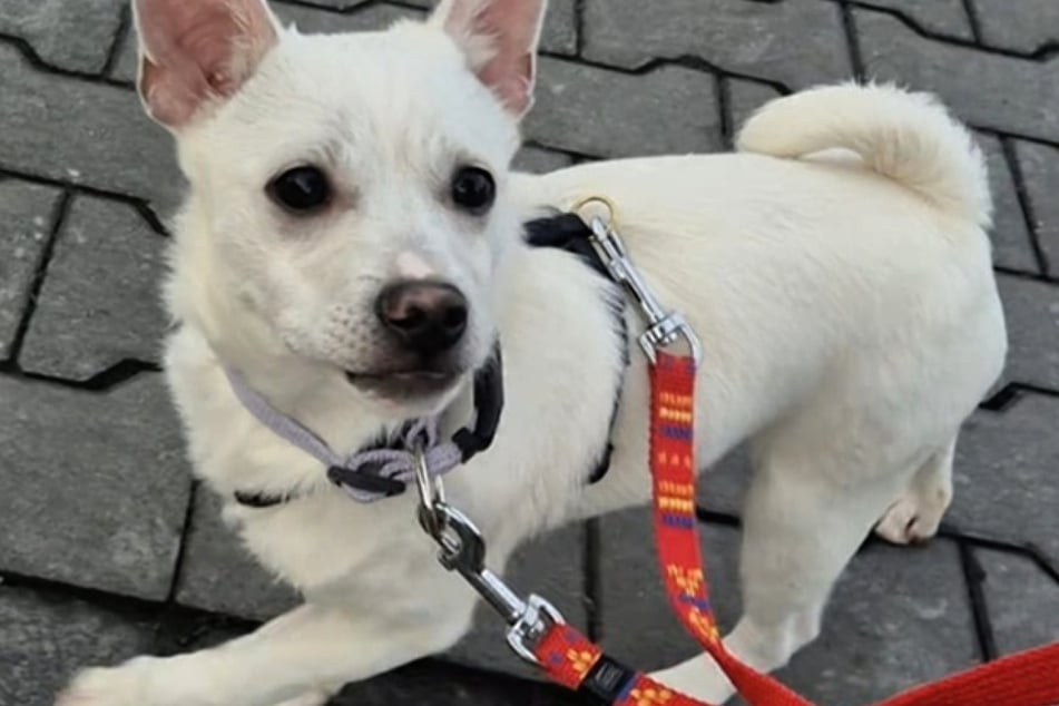 El refugio Bianco prefiere asignar a sus perros a personas con experiencia canina, aunque el cachorro también sería adecuado para principiantes ambiciosos.