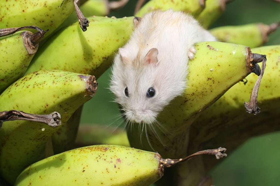 Sind Bananen für Hamster geeignet?