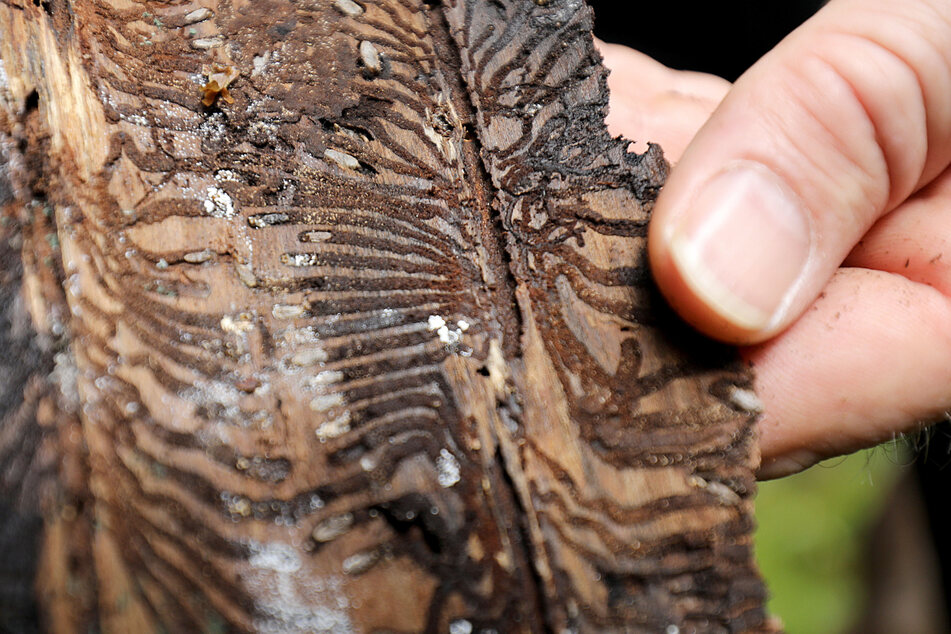 Ein Förster hält eine Baumrinde mit Spuren des Borkenkäfers in der Hand. Buchdrucker treten vermehrt an Standorten auf, an denen es im letzten Jahr bereits Käfernester gab.