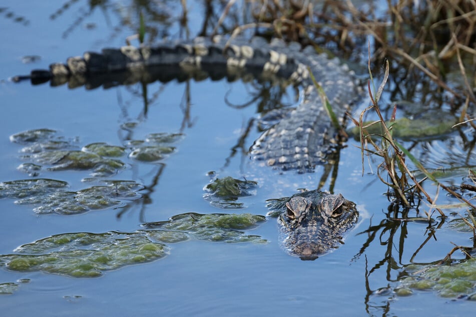 Bei seiner Flucht traf der Mann plötzlich auf einen Alligator. (Symbolfoto)