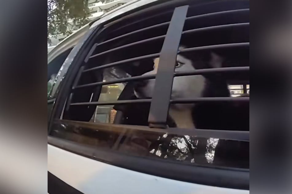 Gracias a la ayuda de un policía atento, Luca pudo ser encontrado.