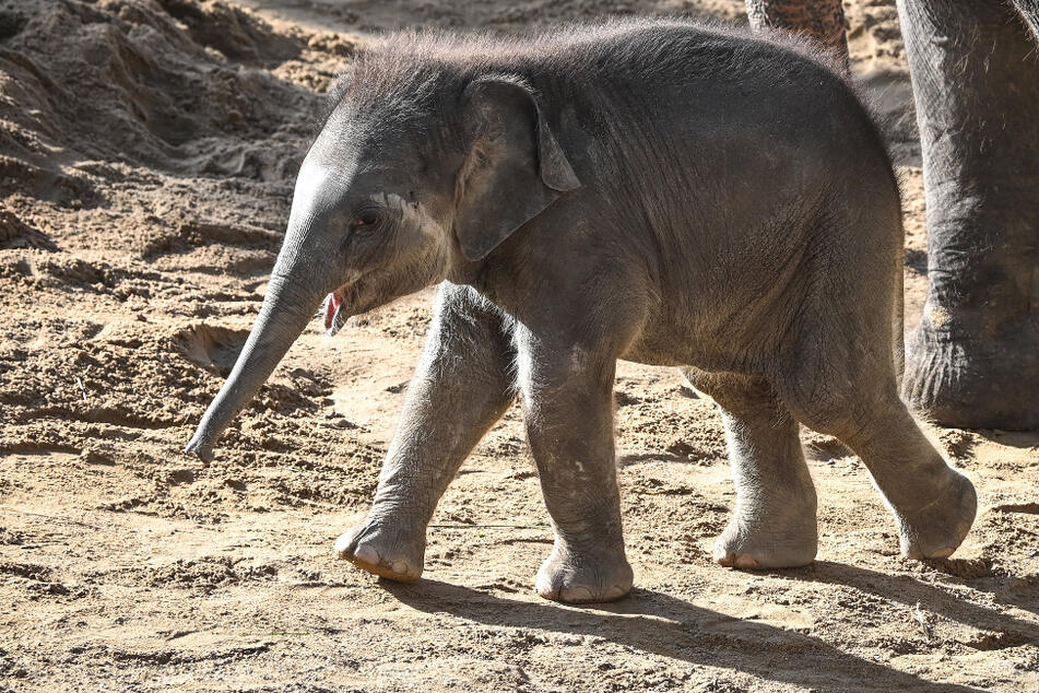 8500 Namens-Ideen für Leipziger Elefanten-Baby