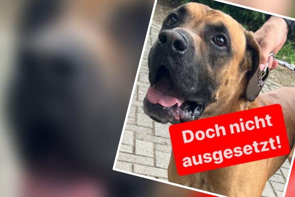 Zeugen finden angeketteten Hund: Dann nimmt die Geschichte 180-Grad-Wendung