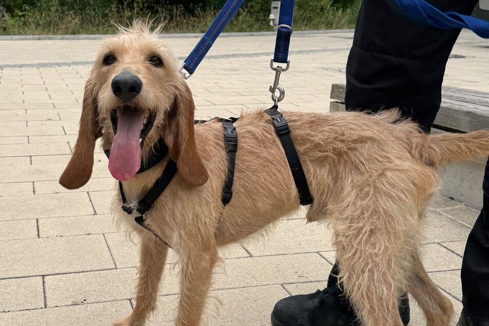 Jagdhund-Mix Kurti will ausgelastet werden - findet er passende Menschen?