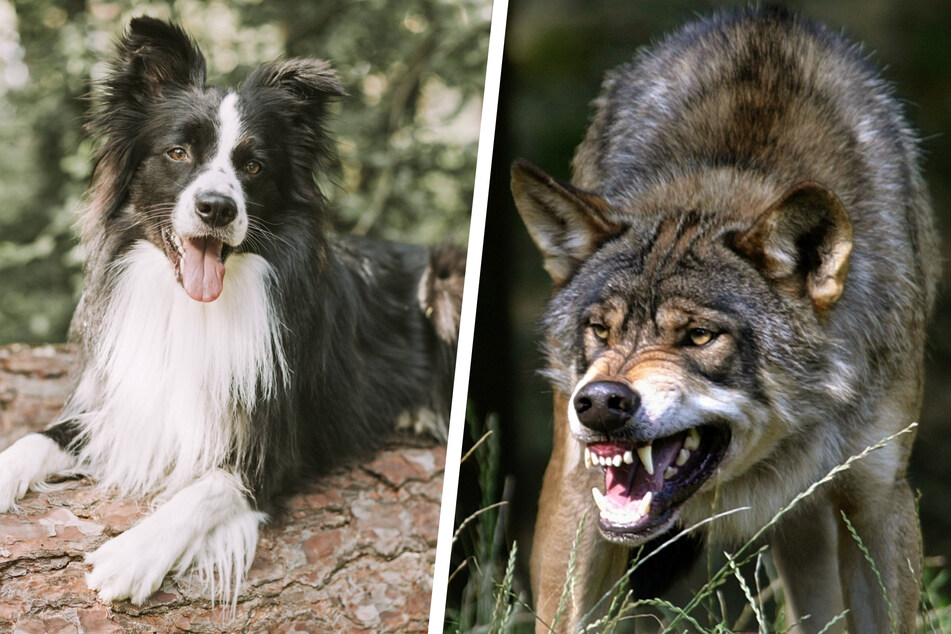 Beim Gassigehen im Wald: Wölfe töten Collie-Hündin in der Oberlausitz