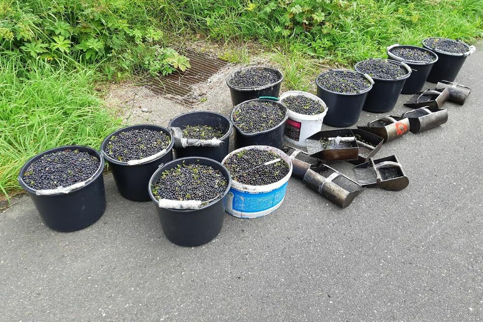 12 volle Eimer Heidelbeeren! Polizei schnappt Diebe im Erzgebirge