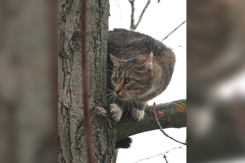 Völlig verängstigt! Eine Katze war am Sonntagmittag in etwa sechs Meter Höhe auf einem Baum gefangen.