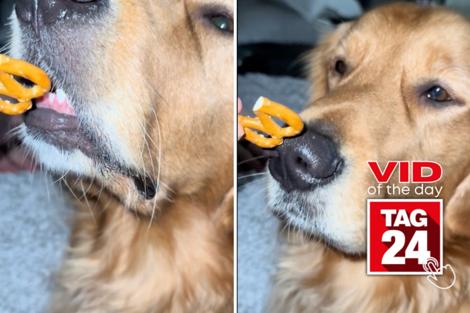 viral videos: Viral Video of the Day for November 26, 2023: Dog enjoys pretzel extra gently!