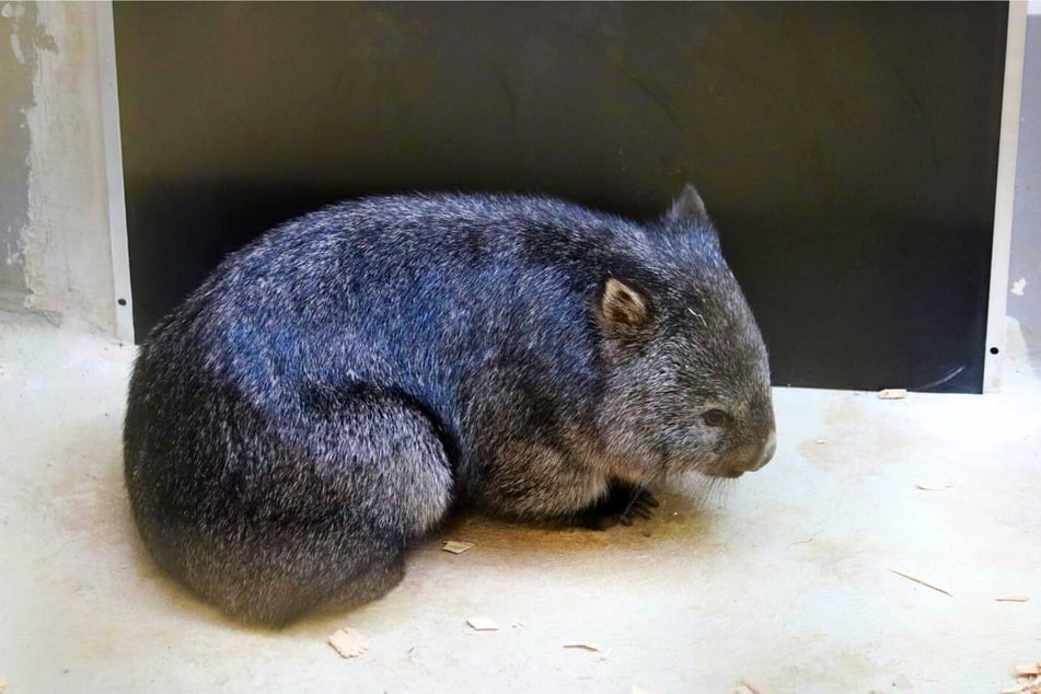 Seit knapp einer Woche ist der tasmanische Nacktnasenwombat Cody fester Bestandteil des Zoos Halle.