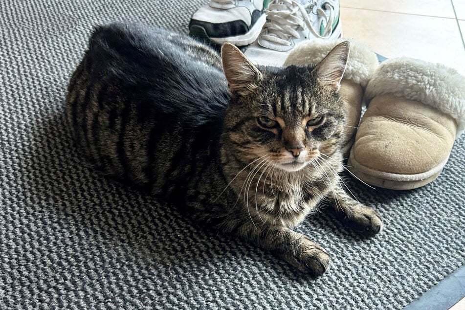 Kočka Kira byla šest a půl roku pohřešována a najednou se objevila.